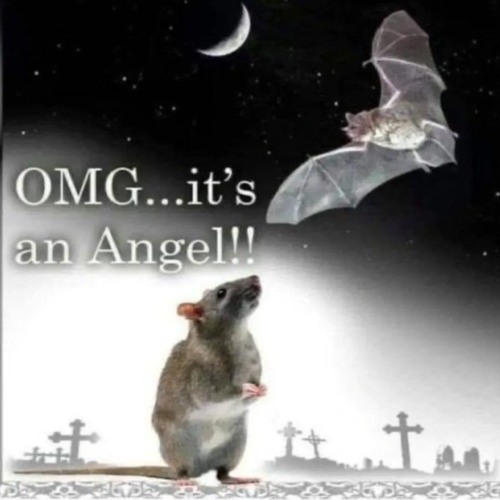 Ratos Voadores Carecas - Set Witch House e Goth Mix