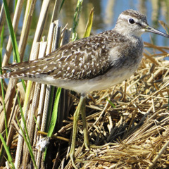 Wood Sandpiper - A rare breeding bird in Uppland