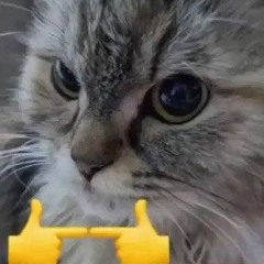 Dri - Meu Gato te Odeia