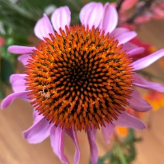 Glowing, not Running