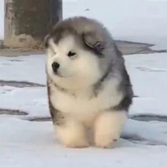 可愛小狗像保龄球