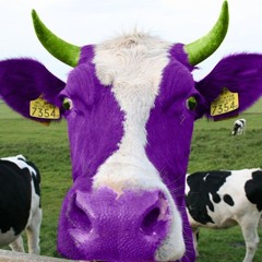 WIH Warmies 2021-2022