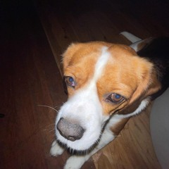 boom boom boom boom!