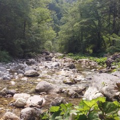 »SOUNDS OF A STREAM IN A MOUNTAIN VALLEY« (Birds were singing just a few meters above my head)