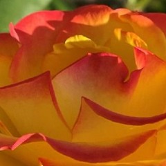 Rosy Is My View (When I'm With You)