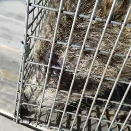 AAAC Wildlife Removal of Tampa Bay - Raccoon Removal Clearwater