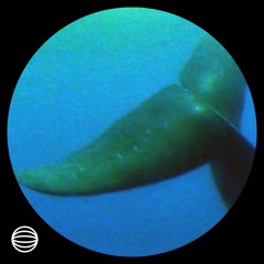 unitrΔ_Δudio - bluewhale 🐳