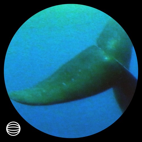 unitrΔ_Δudio - bluewhale 🐳