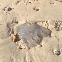 Jellyfish