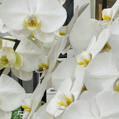 Covered In Chrome - Violent Soho cover