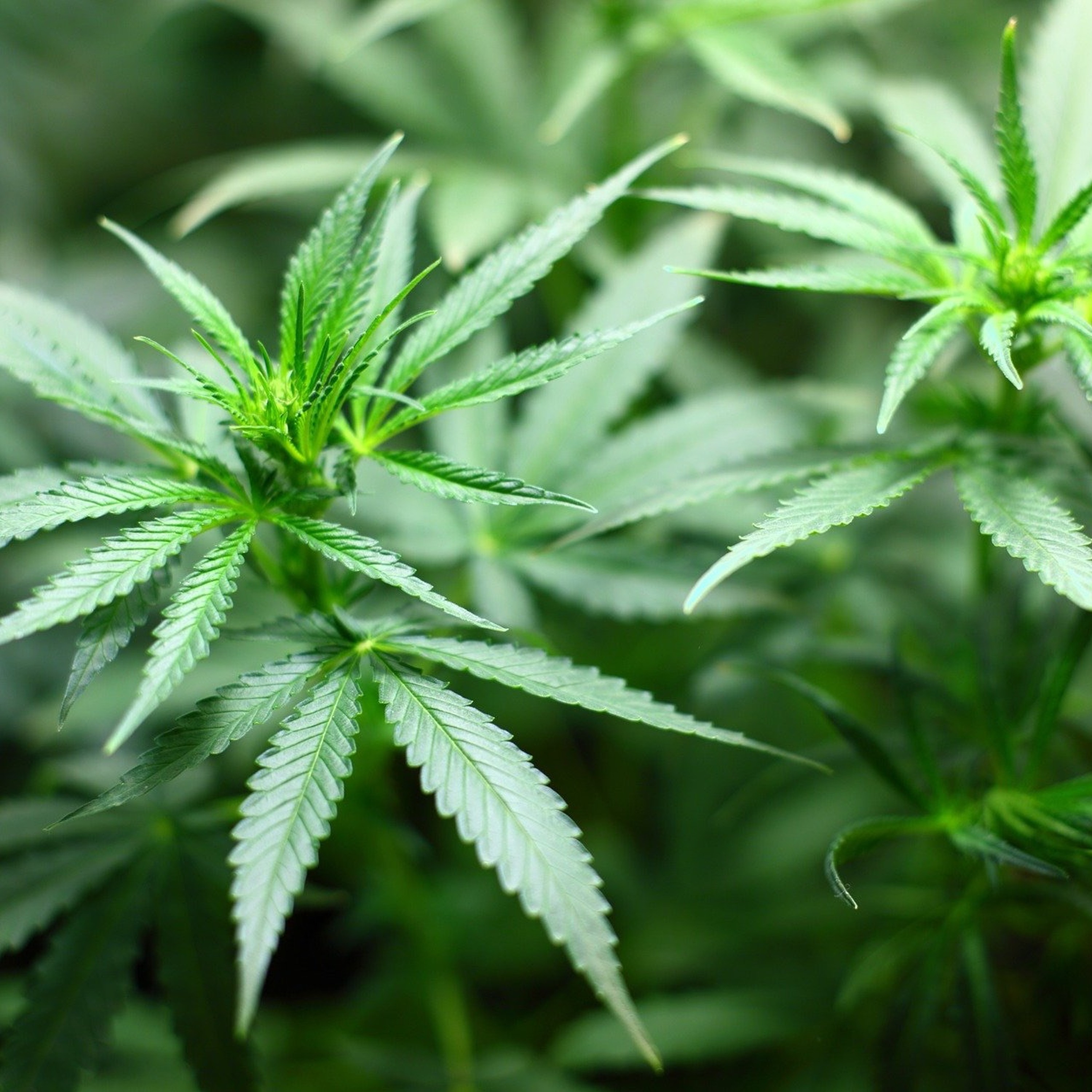 CC088: Recreational Marijuana Use is WRONG - Tim Hsiao vs Britlandt Abney