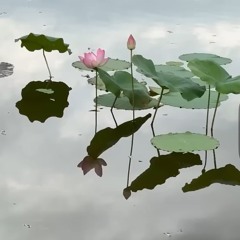 《荷塘花語》.mp3