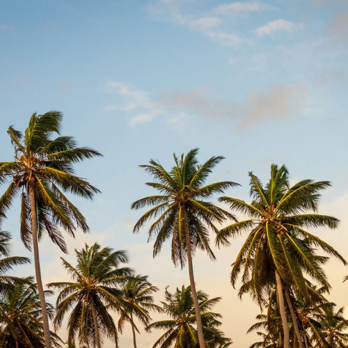 In Paradise