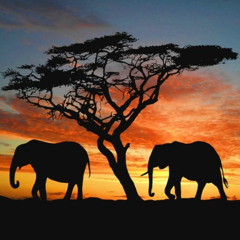 SAFARI 6
