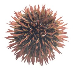 Petal slicer