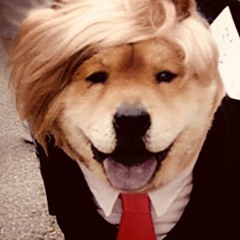 Orange Dog