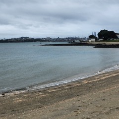 Torpedo Bay sea shell sparkles