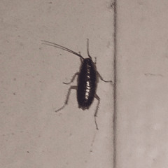 AKATHISIA