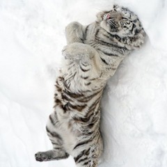 kuriosity - prints thru tha snow @madejinx