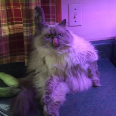 nihar upload undertale