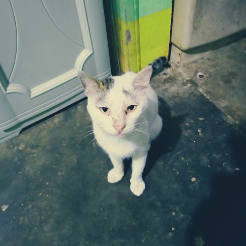 Think Fast (Cover by ranvox) Dominic Fike feat Weezer