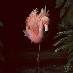 Flamingos