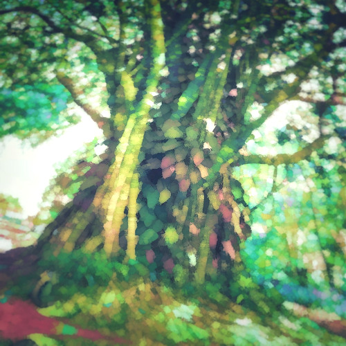 The World Tree [OSC193]