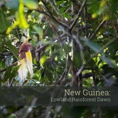 Dawn Symphony (excerpt from the album "New Guinea: Lowland Rainforest Dawn")