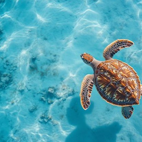 LIL TONY TYPE BEAT PROD.By: TBZ.LAYLOWZ