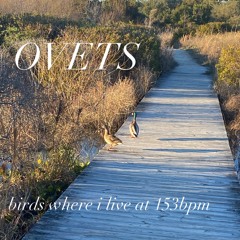 birds where i live at 153bpm