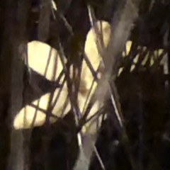 anamnesis (fase vaporosa)