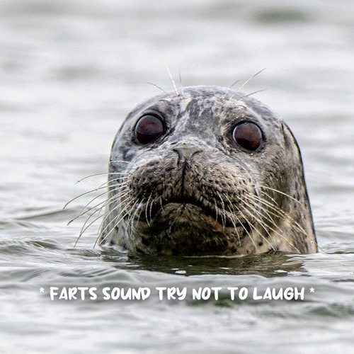 Stream Fart Sound Effect Listen to * farts sound try not to laugh