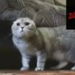 yellingcat & ohlongjohnson - Oh My Money Long Like Johnson prod dec