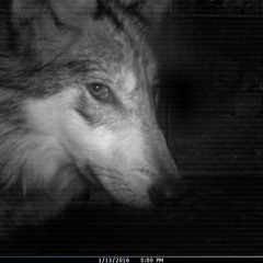 [EXCLU] Ino Casablanca - Parapluie