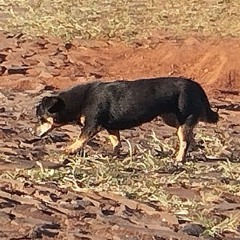 por voce (beat por noxy) - COPA