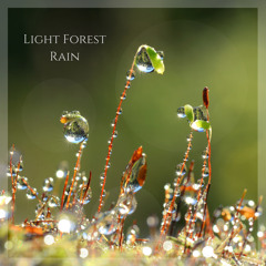 Light Forest Rain 2