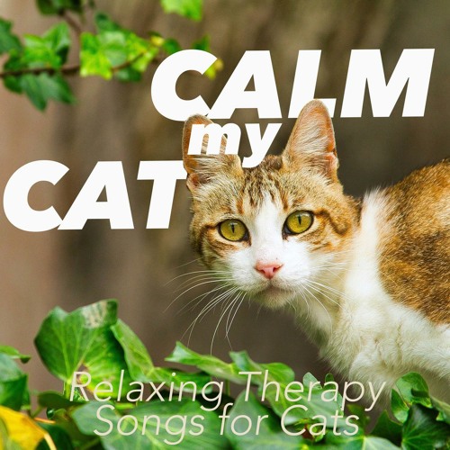 stream-relaxmycat-listen-to-calm-my-cat-relaxing-therapy-songs-for