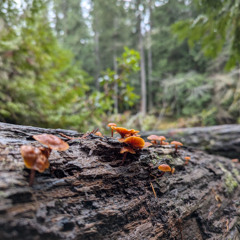 Chill Jazz Lofi House and Downtempo Mix