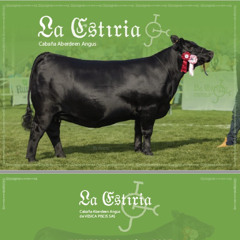 Günther Rotzinger - Remate La Estiria