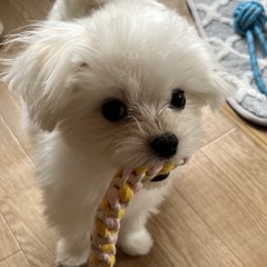 kvrumu wal neet free style