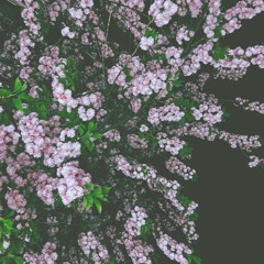 【﻿ＶＡＰＯＲＴＡＰＥｖ１】