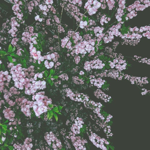 【﻿ＶＡＰＯＲＴＡＰＥｖ１】
