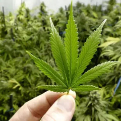 ‎مصري مطلوب|غايبين وفتونا لين البعاد  طول⁩