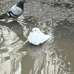 крылья prod. @Burning Vostok