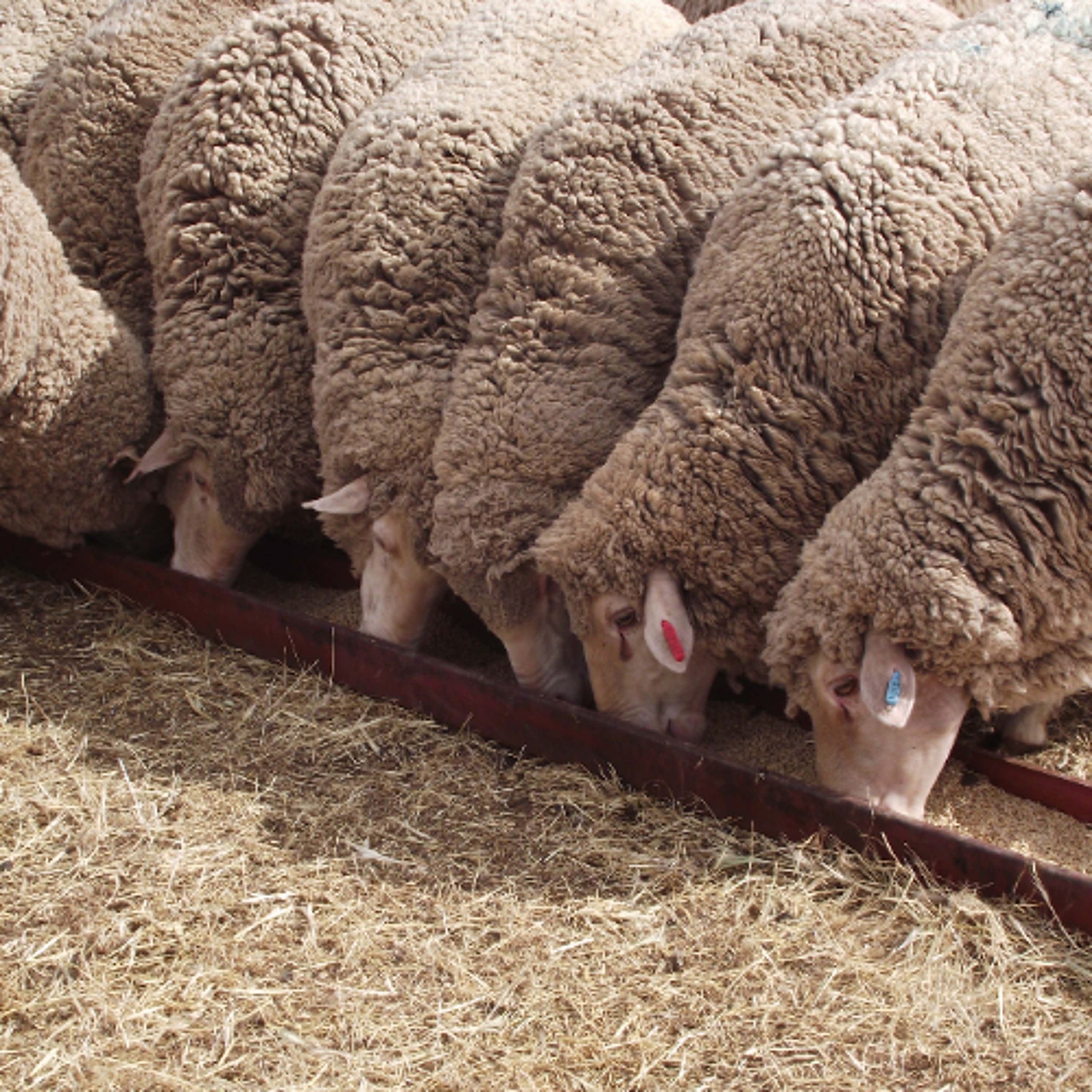 03 Feeding ewes grain episode artwork