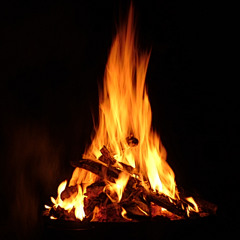 Vogelhaus - What are you feelings?