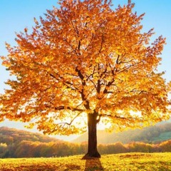 autumn 2024