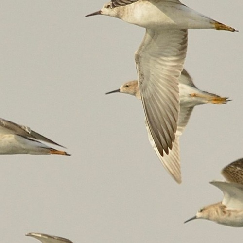 Birds