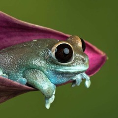 🐸 [free downloads]