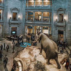 Review Special Price Smithsonian Museum Of Natural History - Exclusive Guided Tour